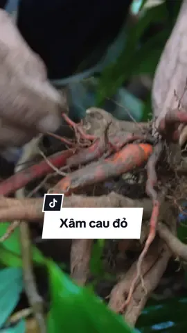 Tập 151 : xâm cau đỏ #chuhungthaoduocdantoc #thaoduocdantoc #thaoduoc 