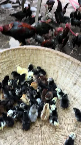 Ready lagi bos anak ayam kampung usia kurang lebih 3 hari#fyp #anakayam #ayam #ayamkampung #peternakayam #peternakayamkampung #ayamkampungasli #fypシ゚viral 