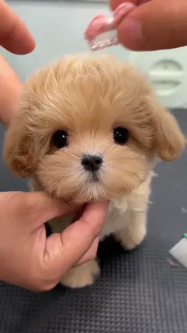 Cute puppy dog #cutepet #puppylovers #doggy #usa_tiktok #viralvideo #fyp #foryoupageoffical 