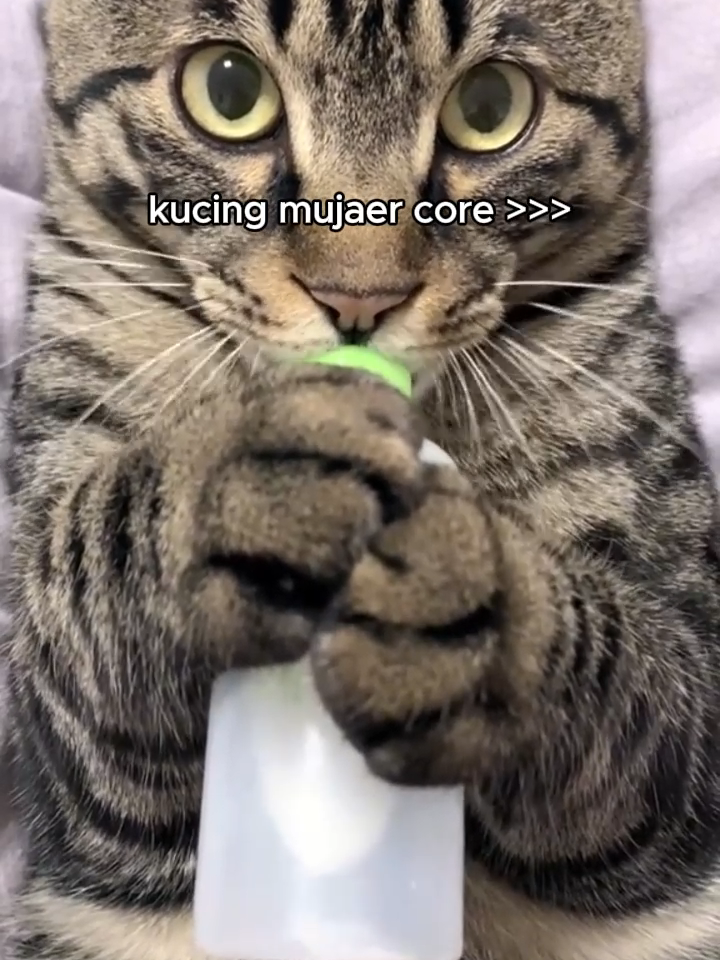 #kucing mujaer core #catsoftiktok #cat #fyp #fypシ