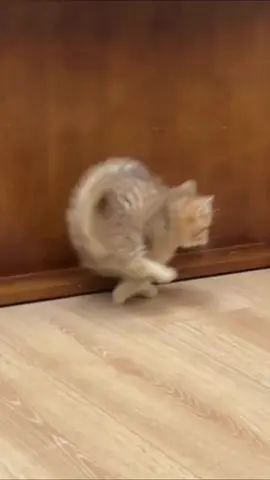 Maomi club#cuteanimals #funnycat #catsoftiktok #cat #可愛い猫 