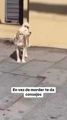 Maestro firu... #fyp #lentejas 