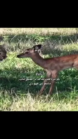 : انتي شسويتي فيني كل الغابه يقولون متغير 😓🧑‍🦯😂🤣 #الفهد #الغزال #اكسبلور 