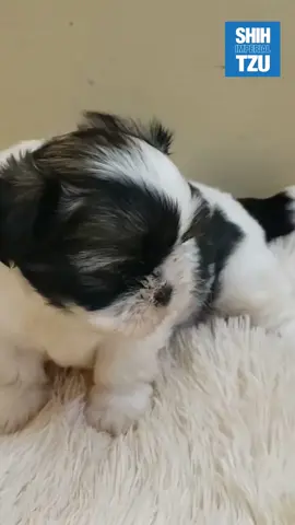 ¿Cuándo deja de crecer un Shih Tzu? ... #Shihtzu #shihtzupuppy #cachorro #Tampico #Mexico