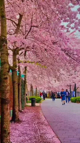 South | Korea ❤️‍🩹🇰🇷🍀 . . #korean #🇰🇷 #beauty #travel #motivation #foryou #trending #shorts #flypシ @Rishi🇰🇷 @한국 lover 🇰🇷🇱🇰( 내둠 ) @🇰🇷South korea🇰🇷🥺 @온오빠 On Oppa @||𝗔𝗖𝗧𝗜𝗢𝗡_ 𝗗𝗜𝗟𝗔🐇🥕 @🇰🇷🩵 타루카 🇰🇷🩵 @🇰🇷💕오샨🇰🇷💕❤️Miyuranga🇰🇷 @🇰🇷❄️බබී❄️🇰🇷 @🇰🇷THILINA🇱🇰 @🇰🇷කොරියන් හීන🇰🇷 @🇰🇷SHenOL  rAjapaKSHa🇱🇰 @seoul_4k @가위🇰🇷😍 කවිය ❤️kavee❤️ 