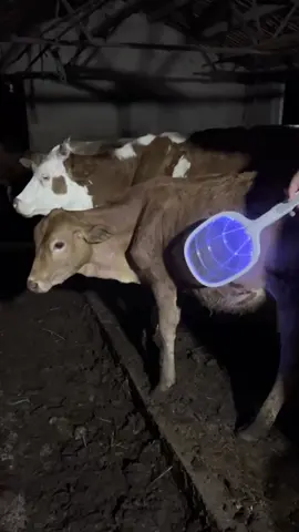 #fyp #foryou #tiktokmalaysia #goodthing #household #LifeHack #mosquitokiller#mosquitoswatter#electricm osquitoswatter#practical #spider #spiderman #nuamuk #killer #mosquito 