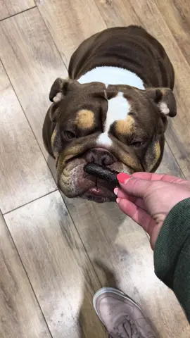 When he gives the paw i think that means he approves 😆#gary #english #garythebulldog2 #bulldog #englishbulldog #cuteanimals #fussy #britishbulldogoftiktok🌸 #puppy #englishbulldogs #garythebulldog #bulldogsoftiktok #britishbulldogs #britishbulldogoftiktok #britishbull 