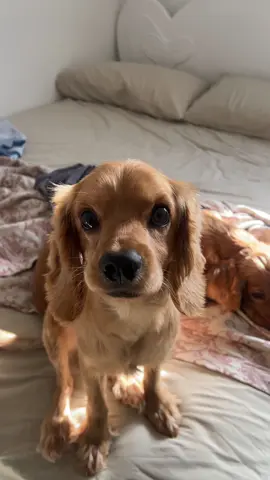 Ana msh mesaytara khales 3amatan 👍🏻 #fy #foryou #foryoupage #viral #viralpage #explore #explorepage #dogsoftiktok #ahlakelabfel3alam #scooby #scoobydoo #daisy #friskie 