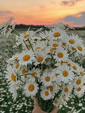 Dalam heningnya pagi, ketika embun menetes dari daun-daun hijau, bunga daisy bermekaran dengan keanggunan yang sederhana namun penuh makna. Dikenal dalam dunia botani sebagai Bellis perennis, daisy adalah simbol kebahagiaan yang polos dan kesedihan yang tersembunyi di balik kelopak putihnya yang murni. Bunga ini membawa pesan mendalam yang merentang dari kegembiraan masa kanak-kanak hingga kesedihan perpisahan, sebuah metafora hidup yang mengingatkan kita akan dualitas alam semesta. Sejarah mencatat bahwa bunga daisy telah lama menjadi simbol cinta yang tulus dan kesetiaan yang abadi. Dalam mitologi Romawi, daisy terkait dengan dewi Belides, yang berubah menjadi bunga daisy untuk menghindari perhatian berlebihan dari dewa Vertumnus. Dalam transformasinya, daisy menjadi lambang kerendahan hati dan kemurnian, sebuah simbol yang tetap relevan hingga kini. Daisy sering ditemukan di padang rumput yang luas, seperti harapan yang tumbuh dalam hati manusia. Daisy, dengan nama ilmiahnya yang berasal dari bahasa Latin yang berarti 