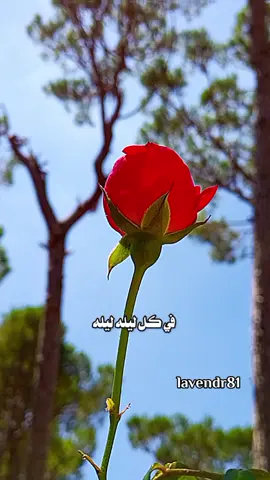 #في_كل_ليلة_تخطر_في_بالي #منشن_للي_تحبه #ابو_بكر_سالم #ستوريات_حب #اكسبلوررررررر #تصميم_فيديوهات🎶🎤🎬 #تصويري #lavendr81 #viral #قوالب_كاب_كات #CapCut 