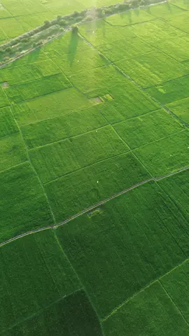 Pesona alam aceh 🤩🤩 #dji #pesonaindonesia #fyp #sawahpadi🌾 