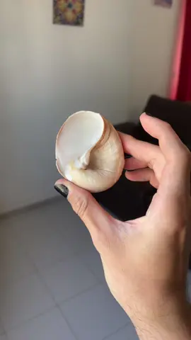 L’intérieur d’un coquillage 