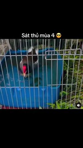 #trichremoi #trichremiennam #vungquebinhyen #vip #xuhuongtiktok #clipvuigiaitri #xuhuing2024tiktok❤️🌈✔️ #2024 