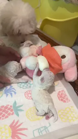 Bú ngoan mau lớn nhé #cute #cutedog #puppy #puppydog #doglover #fyp #pet #animals #funny #funnyvideos 
