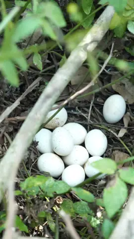 câu chuyện Dú Em và bày chim...😪🌱 #thichkhaituan #amthucphatgiao #thienvientruclamphuyen #ancungtiktok #vulaci 