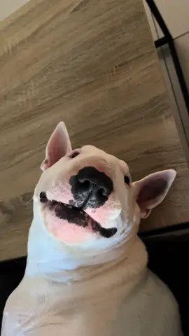I’m starved of attention. AND treats. #vinniebullterrier #bullybreed #funnydogs #bullterrier 