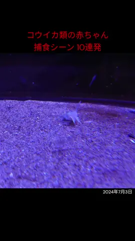 イカの赤ちゃんがエサを捕まえるよ！