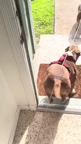 Play time! #CountryFourth #IndependenceDayEve #RuralCelebration #PatrioticCountry #July4thPrep #FireworksInTheCountry #RedWhiteAndBlueCountry #StarsAndStripesCountry #CountryLiving #AmericanPride #HumpDayVibes #MidweekMadness #FridayEve #AlmostWeekend #WednesdayMotivation #FriYay #WeekendCountdown #MiddleOfTheWeek #FridayFeeling #AmericanBullyXL #BlueNosePitbull #GuardDogs #BullyBreeds #PowerfulProtectors #CanineGuardians #XLGuardians #PitbullProtection #BullySecurity #BlueNoseGuardians