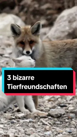 3 bizarre Tierfreundschaften die dein Herz erwärmen ❤️ #tiere #tierwelt #tierfreunde #süß #emotional 