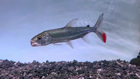 Goliath tiger fish size 28 cm 🔥🌶️ si ikan drakula 👹#goliath #goliathtigerfish #fyp #ikanpredatorindonesia 