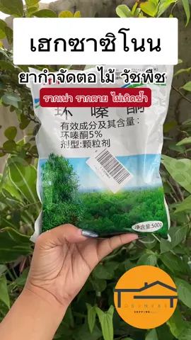 #เทรนด์วันนี้ เฮกซาซิโนน ยากำต้นไม้ วัชพืชยาตไม้ปริมาณ 500 กรัมสูตรเข้มข้น กำจัดวัชพืช ตอไม้ รากเน่า รากตาย ไม่เป็นอันตรายต่อคนและสัตว์เลี้ยง #เกษตร #เกษตรกร #ยาพืช #ยากำจัดวัชพืช #กำจัดต่อไม้ #osvn468 