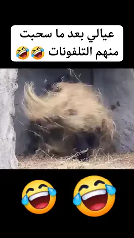 #والاد إخوتي بعد سحب التليفون#