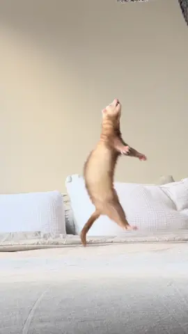 Moon every time I wash the sheets 😂 #ferret #ferretsoftiktok #cuteanimals #babyferret #ferrettok #ferretvideo #silly #petferret #huron 