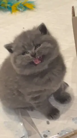 Answering me back after making a mess with the litter 🤦🏽‍♂️😫🐾 #bsh #PetsOfTikTok #kittens #britishshorthair #flufflykitten #viraltiktok 