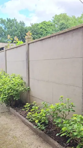 Trachelospermum jasminoides (Jasmin étoilé) 🌿🤠💚 #tutorial #idea #Home #garden #plants #evergreen #flower #white #smell #good #nature 