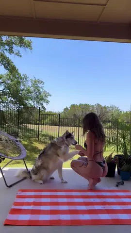 #fypツ #fyp #husky #huskylife #afternoonroutine 