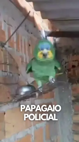 Parece até montagem de tao identico! #parrotlover #papagaioverdadeiro #papagaioengraçado #papagaiodocongo #papagaiofalante #petsoftiktok #petlover #humorisimo #humor