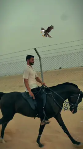 #สปีดสโลว์ #สโลว์สมูท #capcut #horselovers❤️🐎❤️ #dubaidesert #horsesoftiktok #desertsafari #