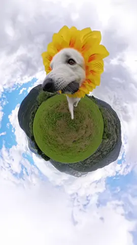 Mr. Sunflower 🐺🌻🤍🐾 @insta360_official  #insta360 #insta360x4 #insta360dogmode #happydog #dogsoftiktok #dogvideos #dog #cutedog 