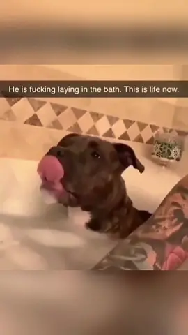 Funny and cute dogs compilation 🤣  #funnydog #funnypet #cutedog #dogoftiktok #doglover #dog 