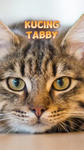 kucing tabby #kucing  #kucingtabby  #faktakucing 