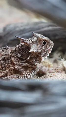 Texas horned lizards are here! We’re proud to take part in their conservation with our partners and with YOU! #texashornedlizard 