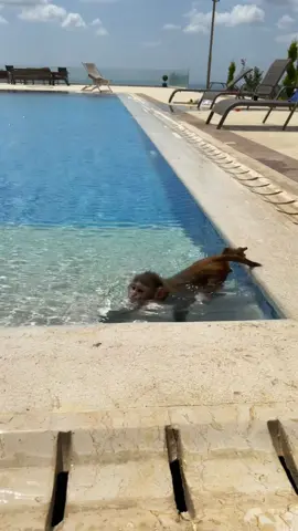 Who wants to learn? 🤿 🏊‍♀️ 😌 #swimming #monkey 