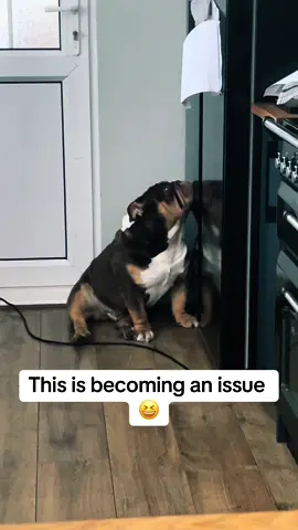 Will i give in? 🫣 watch to find out but i think we all know the answer 😆#gary #english #garythebulldog2 #bulldog #britishbulldogoftiktok🌸 #puppy #garythebulldog #cuteanimals #englishbulldog #englishbulldogs #britishbulldogoftiktok #britishbull #englishbulldogsoftiktok #cute 