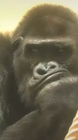 Monkey Is Very Sad Today #monkeyviral #sad #monkey #animal 