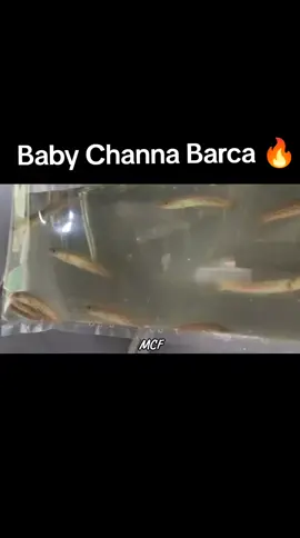 Are You Ready Guys 😁🔥 Here's some of sneak peak of our Baby Channa Barca #channa #channabarca #ikan #fyi #xyzbca #ikan #ikanhias #ikanchanna #rekomendasi #aquarium #mleechannafish #mcfaquatic #mcfcobra #mcf #fish #fishtok #fishlife @MCF AQUATIC 