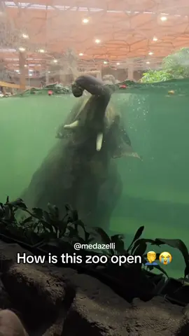 Vlog at the weirdest zoo ive ever been to 💔😪