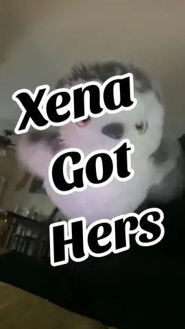 Best cat toy yet, Xena and Paws had a blast with it. It wore them out and they constantly carried and played with it all day. They weren't scared of it at all and it charges fast. Definently pick it up. #cattoy #toybird #interactive #toy #pets  #cats #blackcat #kitten #fyp #birdtoy #funnyanimals #funforanimals #flapping #chirping #sandpiper #tiktokshop #tiktokshopsummersale #playtime 