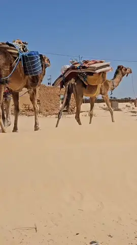#دوز #douz #الجنوب_التونسي #sud_tunisien #tourisme_saharien🌴⛺🐪 #السياحة_الصحراوية #قصر_غيلان_دوز_قبلي😘😍❤ #حويظات_الرشاد #houidhat_errched #رحلة #رحلة_لاكشمي #مغامرة #ليبيا🇱🇾  #aventureros #تونس🇹🇳 #الجزائر🇩🇿 #السعودية🇸🇦 #قطر🇶🇦 #foryou #views #السياحة_الصحراوية #شعر #شعروقصايد #شعراء_وذواقين_الشعر_الشعبي #كلام_من_ذهب #صلة_الرحم #كلام_في_الصميم #تصميمي #تصميم_فيديوهات🎶🎤🎬 #دوز_تطاوين_دوز_مدنين_قصر_غيلان😍😍 @زينة سعد 