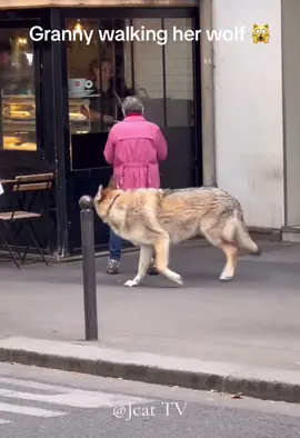 #J😼📺 #fypage #Jcat 