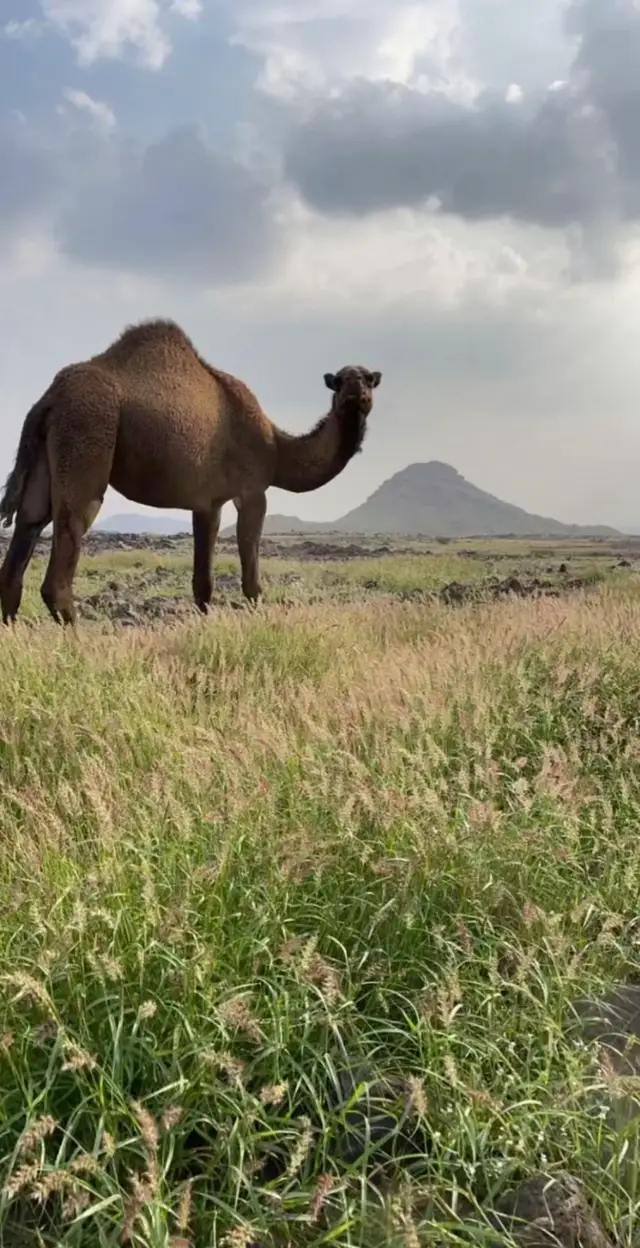 #المعبدي #الربيع #الشتاء_البرد_اجواء_شتويه 