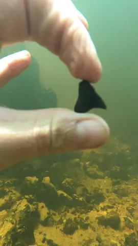 I found fossilized remains of a dolphin!  #explore #fyp #viral #foryou #fypシ #fossils #scubadiving #sharkteethfossil #History 