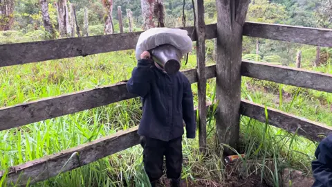 Milking The Cow #homestead #offgrid #ecuador #cow