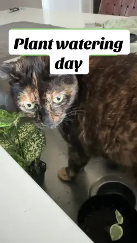 Never fails #catsafeplants #plantsoftiktok #PlantTok #petsafeplants #plantdaddy #plantmom #plantstuff #plantslover #tortietok #tortiesoftiktok #tortitude #tortietude #tortitudeisreal #planthacks 