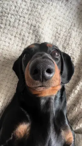 Pretty white teeth!! 💜🐶 #ayla #mini #minidachshund #dachshund #dachshunds 