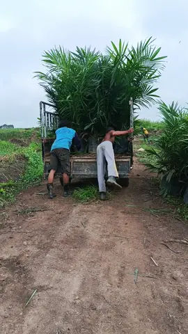 buat bibit langsir ke ujung blok #tanamsisip  #kebunsawit 